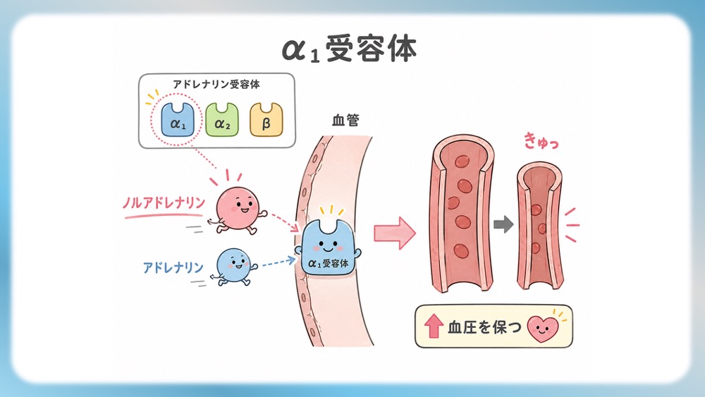 抗精神病薬の受容体プロファイル表の読みかた、副作用として試験頻出の悪性症候群を詳しく説明したブログ記事用のイラストです。この記事では、Ki値や内活性の意味から、SDA・MARTA・DSSの分類を数字で見抜く国試テクニックまで分かりやすく解説！Dr.しろねことこはくと一緒に、丸暗記を卒業して「薬の性格」をマスターしましょう。