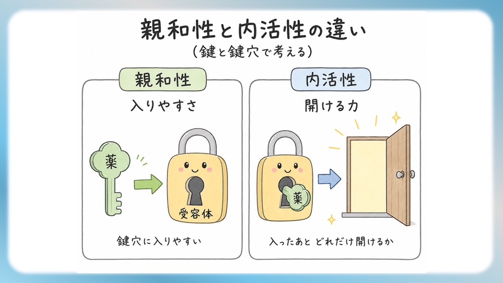 抗精神病薬の受容体プロファイル表の読みかた、副作用として試験頻出の悪性症候群を詳しく説明したブログ記事用のイラストです。この記事では、Ki値や内活性の意味から、SDA・MARTA・DSSの分類を数字で見抜く国試テクニックまで分かりやすく解説！Dr.しろねことこはくと一緒に、丸暗記を卒業して「薬の性格」をマスターしましょう。