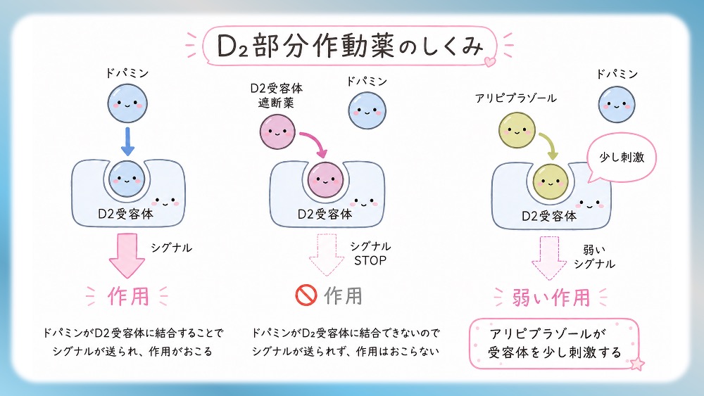 D2部分作動薬の作用機序をわかりやすく説明したイラストです。抗精神病薬の受容体プロファイル表の読みかた、副作用として試験頻出の悪性症候群を詳しく説明したブログ記事用のイラストです。この記事では、Ki値や内活性の意味から、SDA・MARTA・DSSの分類を数字で見抜く国試テクニックまで分かりやすく解説！Dr.しろねことこはくと一緒に、丸暗記を卒業して「薬の性格」をマスターしましょう。