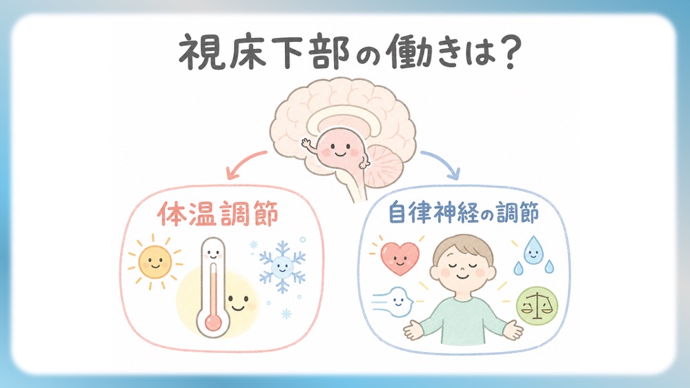 抗精神病薬の受容体プロファイル表の読みかた、副作用として試験頻出の悪性症候群を詳しく説明したブログ記事用のイラストです。この記事では、Ki値や内活性の意味から、SDA・MARTA・DSSの分類を数字で見抜く国試テクニックまで分かりやすく解説！Dr.しろねことこはくと一緒に、丸暗記を卒業して「薬の性格」をマスターしましょう。