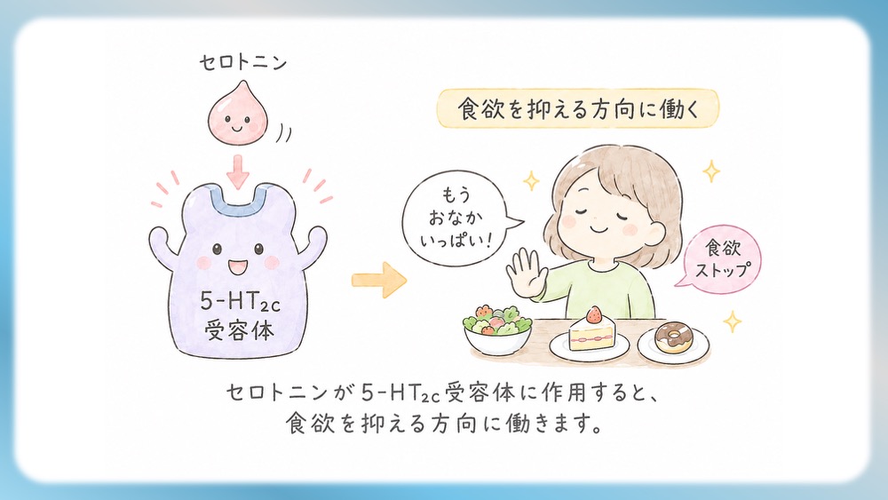 抗精神病薬の受容体プロファイル表の読みかた、副作用として試験頻出の悪性症候群を詳しく説明したブログ記事用のイラストです。この記事では、Ki値や内活性の意味から、SDA・MARTA・DSSの分類を数字で見抜く国試テクニックまで分かりやすく解説！Dr.しろねことこはくと一緒に、丸暗記を卒業して「薬の性格」をマスターしましょう。