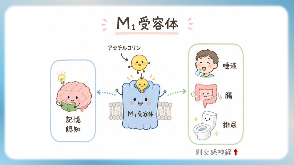 抗精神病薬の受容体プロファイル表の読みかた、副作用として試験頻出の悪性症候群を詳しく説明したブログ記事用のイラストです。この記事では、Ki値や内活性の意味から、SDA・MARTA・DSSの分類を数字で見抜く国試テクニックまで分かりやすく解説！Dr.しろねことこはくと一緒に、丸暗記を卒業して「薬の性格」をマスターしましょう。