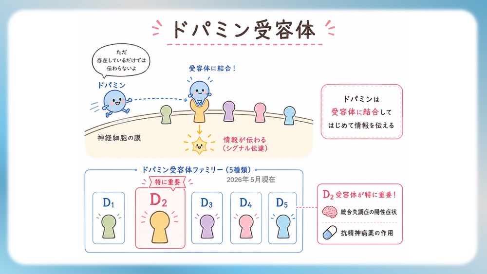 統合失調症の治療薬(抗精神病薬)が働く「4つのドパミン経路」の病態生理と、受容体シグナル伝達の分子メカニズムを視覚的に完全図解!第1世代・第2世代(非定型)の作用機序の違いや、副作用(錐体外路症状・高プロラクチン血症)が起こる「なぜ」を、感覚ではなく論理的に理解できます。CBTや国試対策はもちろん、現場で役立つ薬理学の決定版です。