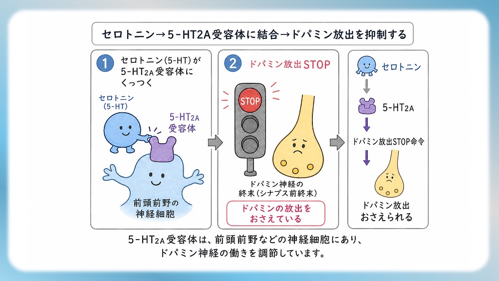 統合失調症の治療薬（抗精神病薬）が働く「4つのドパミン経路」の病態生理と、受容体シグナル伝達の分子メカニズムを視覚的に完全図解！第1世代・第2世代（非定型）の作用機序の違いや、副作用（錐体外路症状・高プロラクチン血症）が起こる「なぜ」を、感覚ではなく論理的に理解できます。CBTや国試対策はもちろん、現場で役立つ薬理学の決定版です。