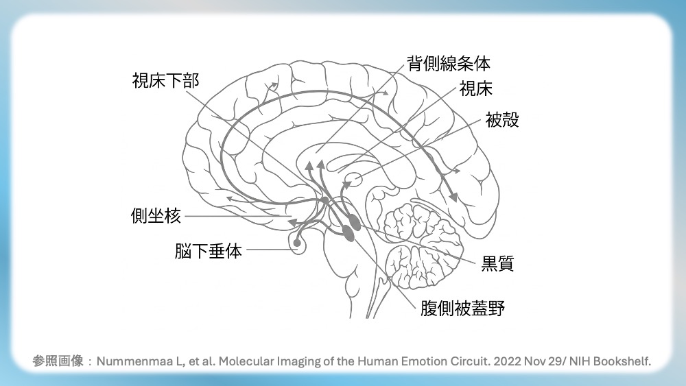 統合失調症の治療薬(抗精神病薬)が働く「4つのドパミン経路」の病態生理と、受容体シグナル伝達の分子メカニズムを視覚的に完全図解!第1世代・第2世代(非定型)の作用機序の違いや、副作用(錐体外路症状・高プロラクチン血症)が起こる「なぜ」を、感覚ではなく論理的に理解できます。CBTや国試対策はもちろん、現場で役立つ薬理学の決定版です。