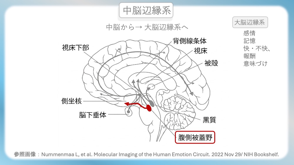 統合失調症の治療薬（抗精神病薬）が働く「4つのドパミン経路」の病態生理と、受容体シグナル伝達の分子メカニズムを視覚的に完全図解！第1世代・第2世代（非定型）の作用機序の違いや、副作用（錐体外路症状・高プロラクチン血症）が起こる「なぜ」を、感覚ではなく論理的に理解できます。CBTや国試対策はもちろん、現場で役立つ薬理学の決定版です。