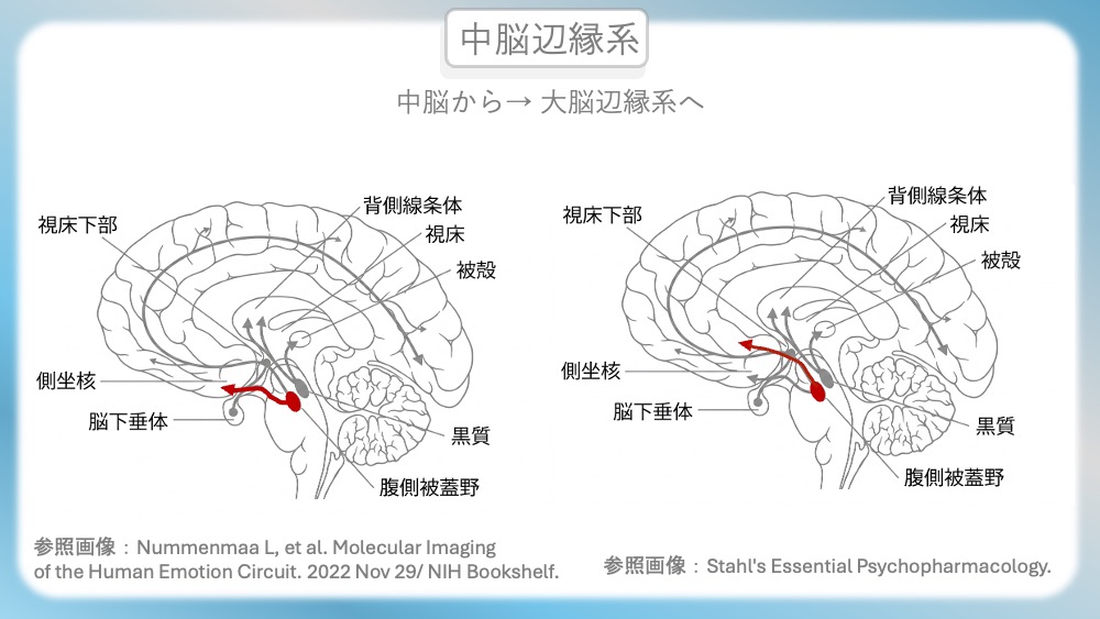 統合失調症の治療薬(抗精神病薬)が働く「4つのドパミン経路」の病態生理と、受容体シグナル伝達の分子メカニズムを視覚的に完全図解!第1世代・第2世代(非定型)の作用機序の違いや、副作用(錐体外路症状・高プロラクチン血症)が起こる「なぜ」を、感覚ではなく論理的に理解できます。CBTや国試対策はもちろん、現場で役立つ薬理学の決定版です。