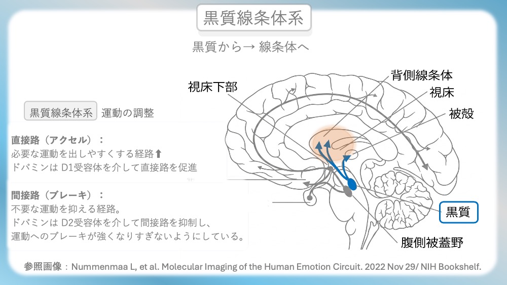 統合失調症の治療薬（抗精神病薬）が働く「4つのドパミン経路」の病態生理と、受容体シグナル伝達の分子メカニズムを視覚的に完全図解！第1世代・第2世代（非定型）の作用機序の違いや、副作用（錐体外路症状・高プロラクチン血症）が起こる「なぜ」を、感覚ではなく論理的に理解できます。CBTや国試対策はもちろん、現場で役立つ薬理学の決定版です。