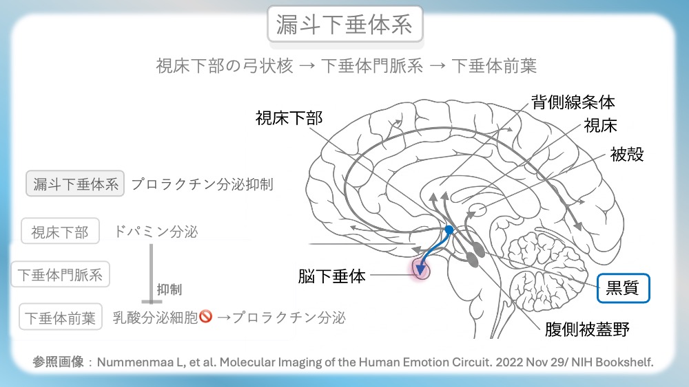 統合失調症の治療薬（抗精神病薬）が働く「4つのドパミン経路」の病態生理と、受容体シグナル伝達の分子メカニズムを視覚的に完全図解！第1世代・第2世代（非定型）の作用機序の違いや、副作用（錐体外路症状・高プロラクチン血症）が起こる「なぜ」を、感覚ではなく論理的に理解できます。CBTや国試対策はもちろん、現場で役立つ薬理学の決定版です。